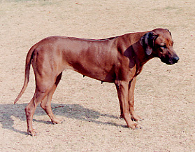 il cane NEMBO